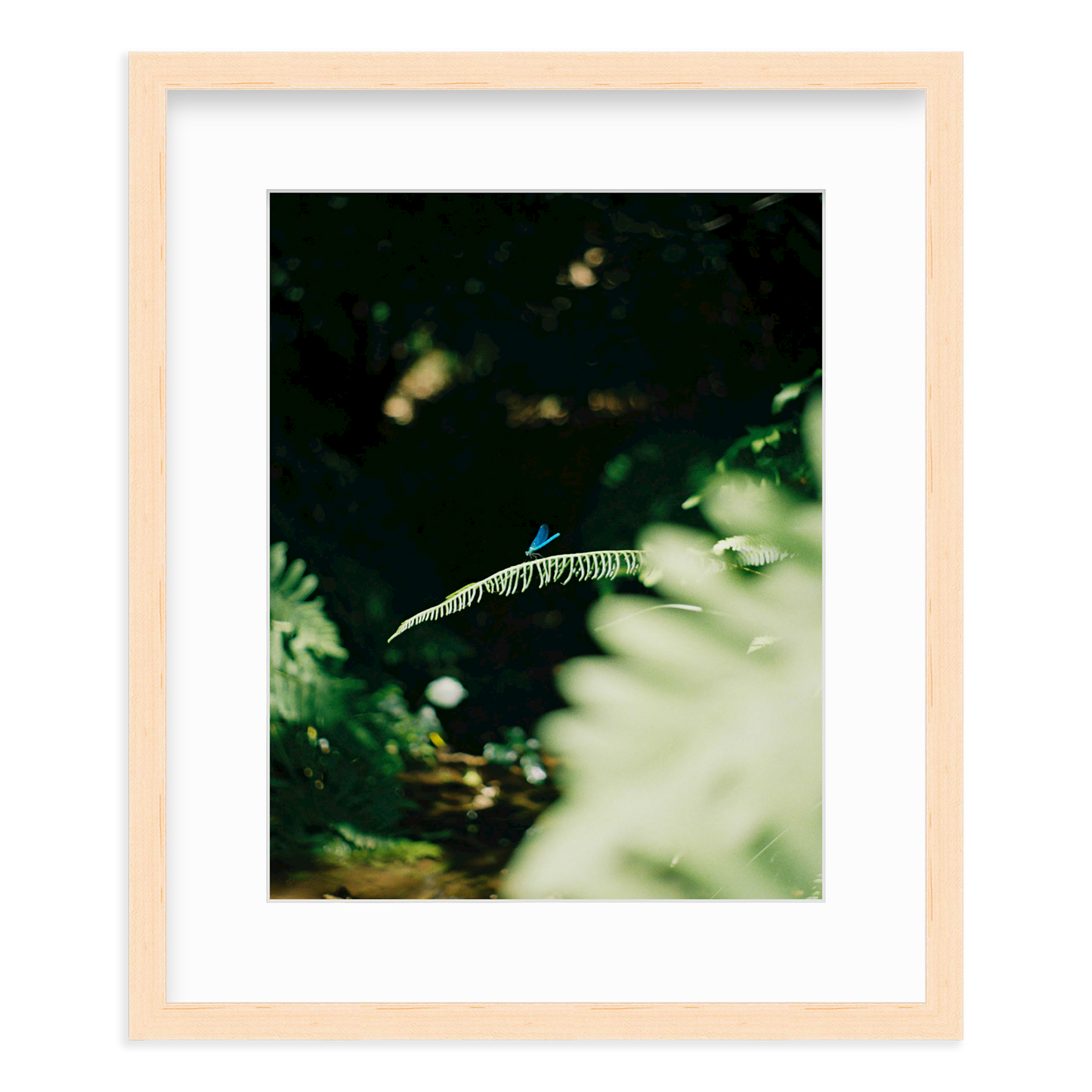 Dragonfly by Lukas Brunner