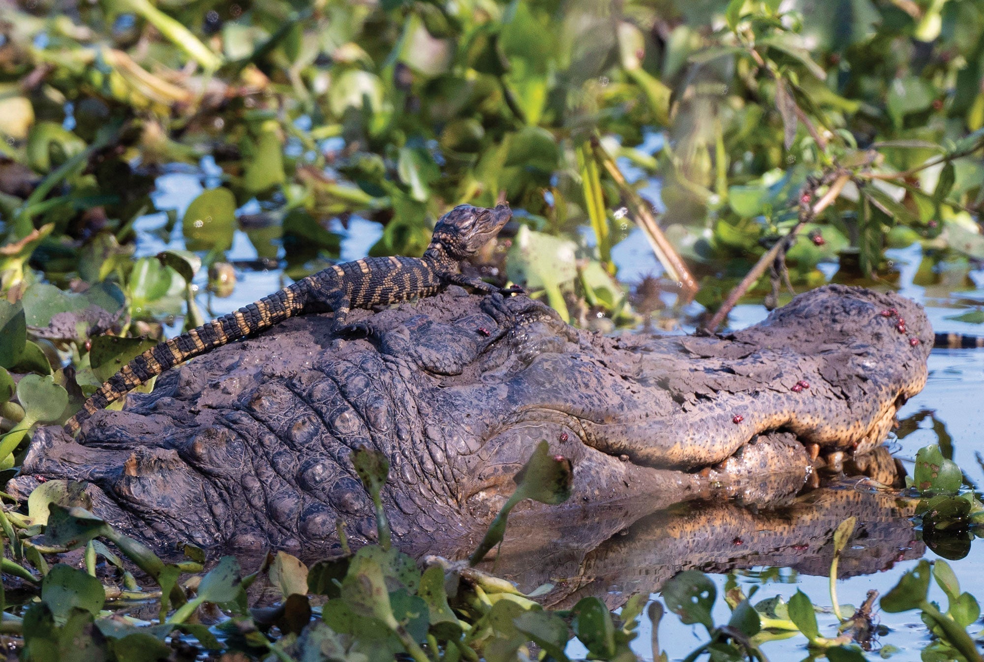 Neighbors of The Nature Category