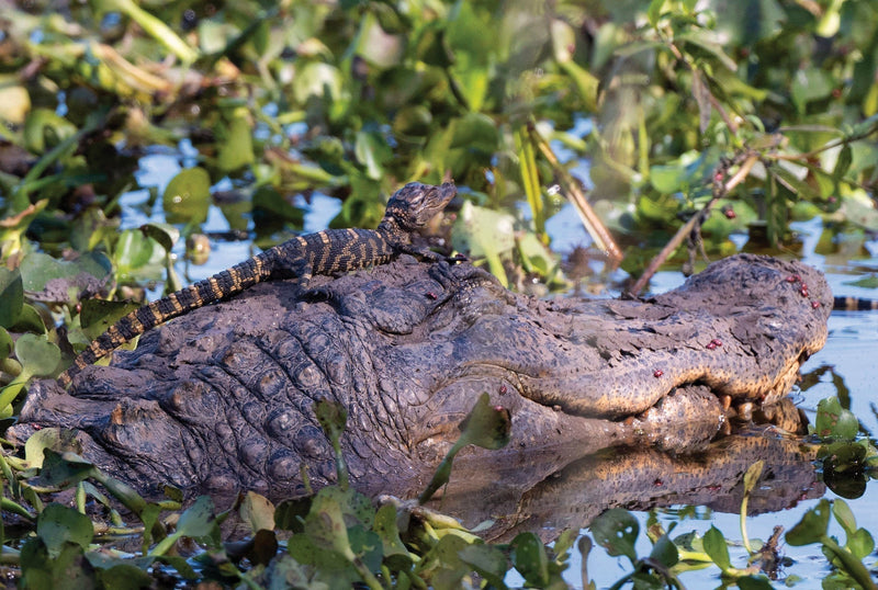 Neighbors of The Nature Category