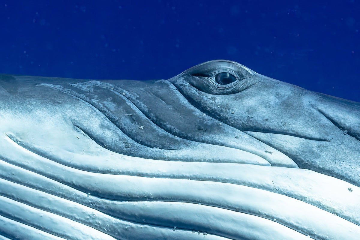 In the Eyes of Giants