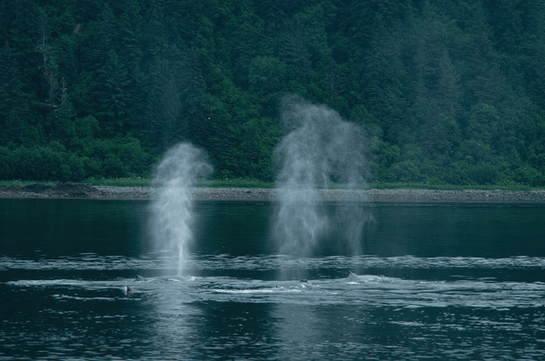 Swimming Under the Radar