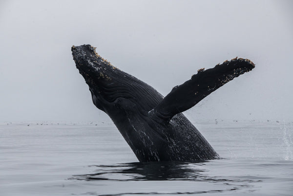 Talking to the Scientist who Talks to Whales to Talk to Aliens