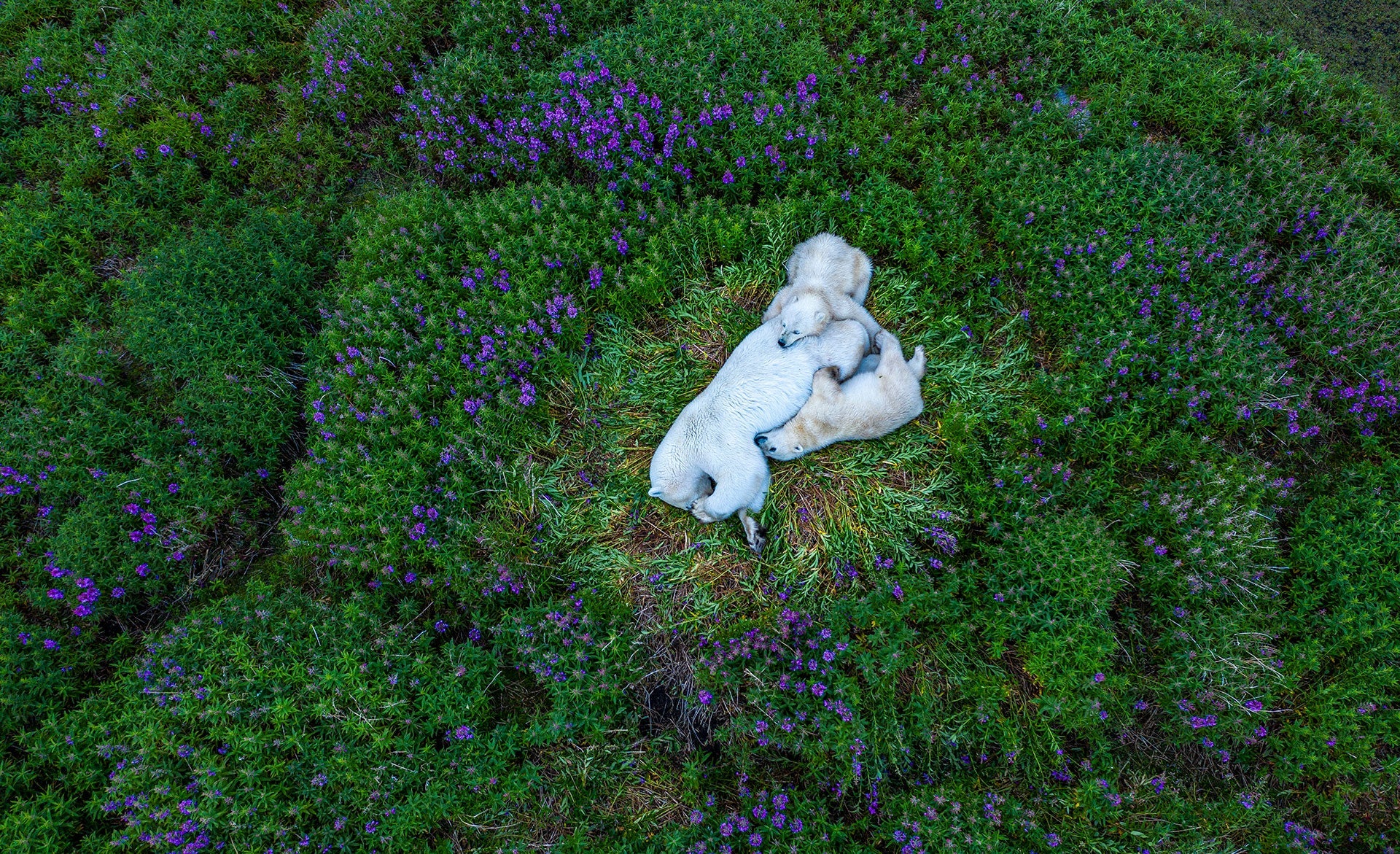 Finding Wild