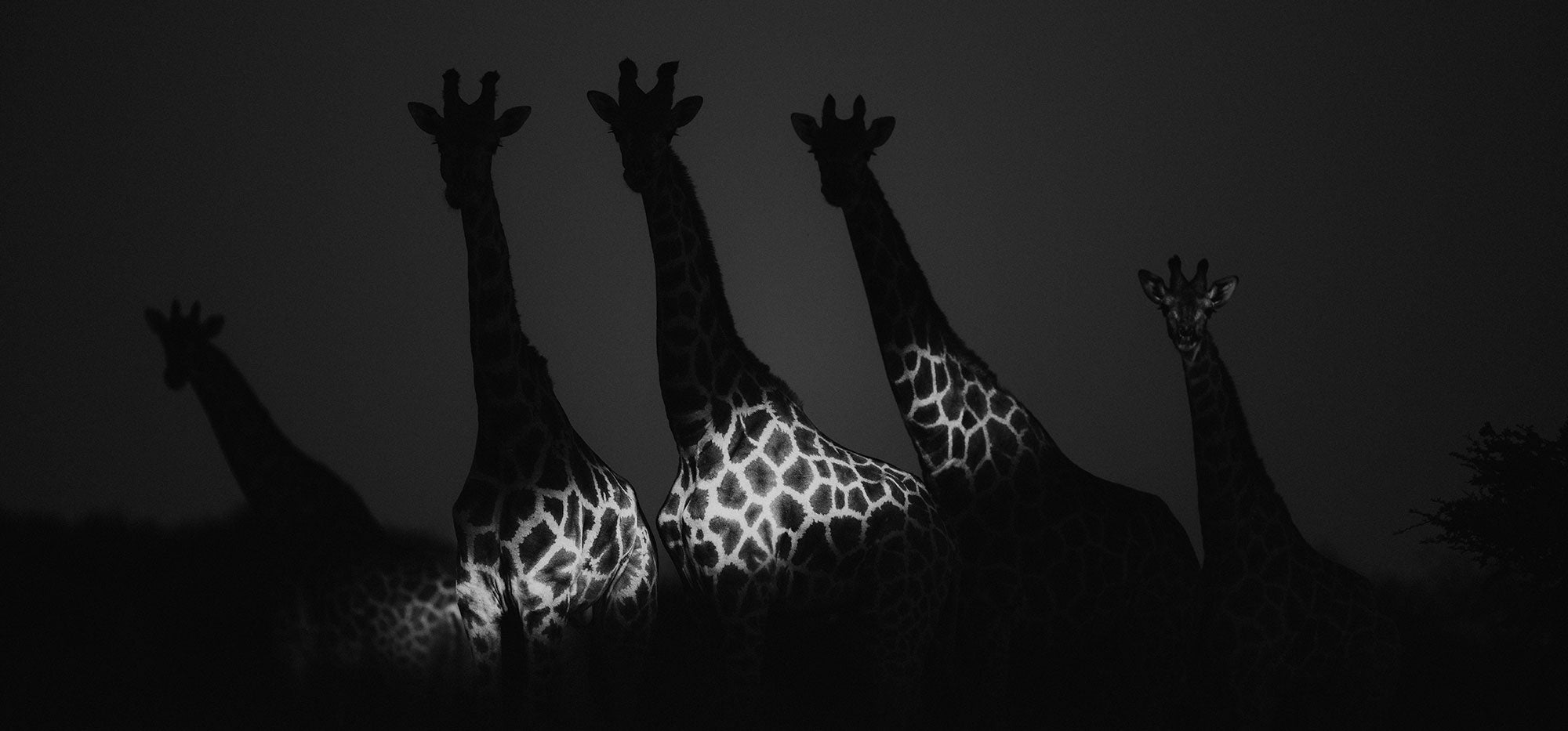 Finding Light in the Dark