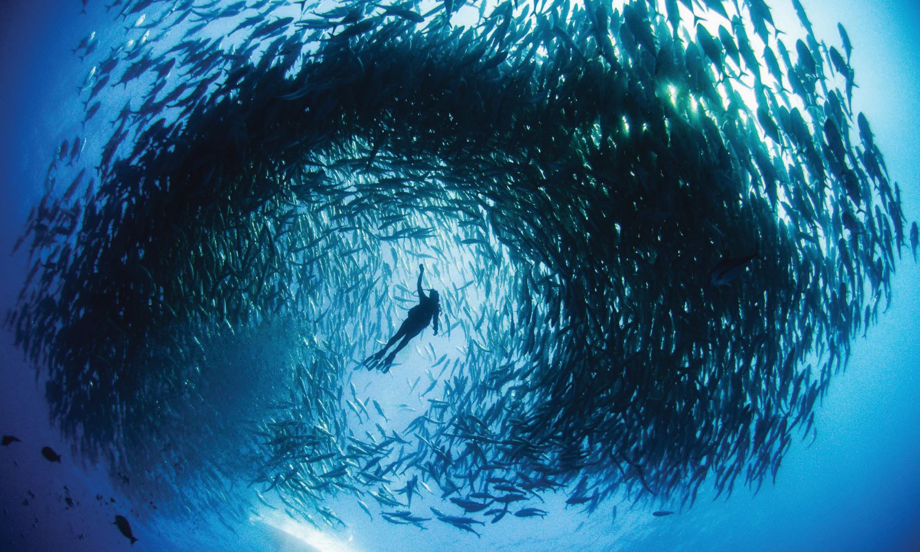 An Interview with Dr. Sylvia Earle