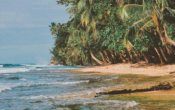 A Jungle-Adjacent Creative Space