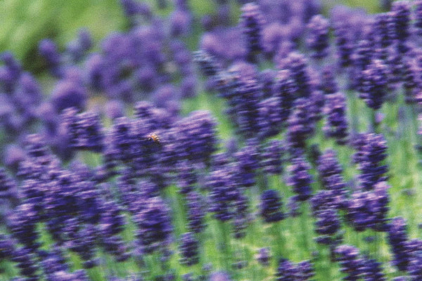 Lavender Fields Forever