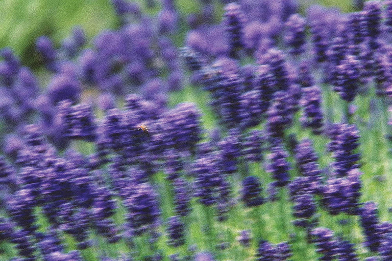 Lavender Fields Forever