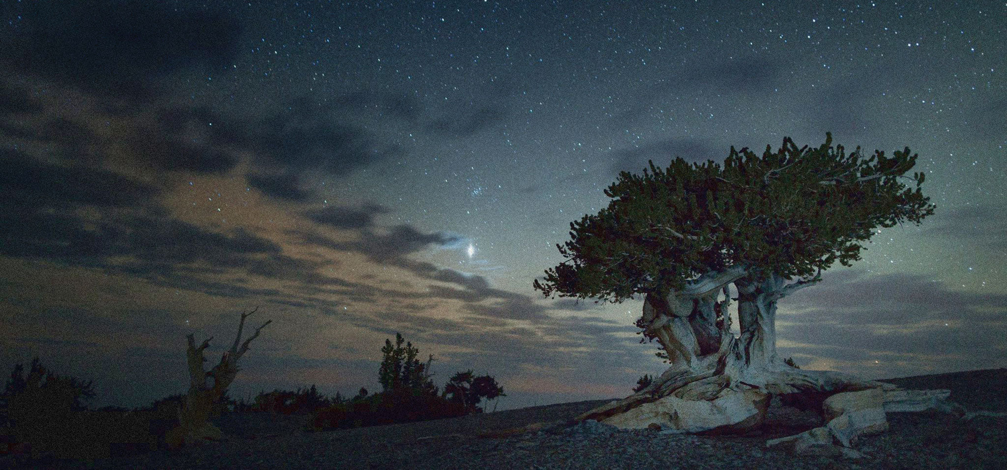 Parks After Dark
