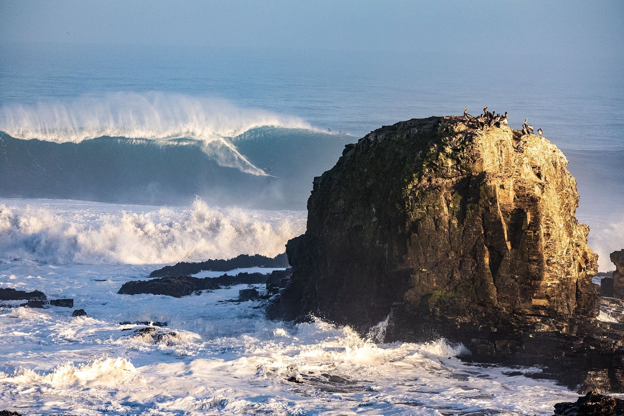 Swell Company