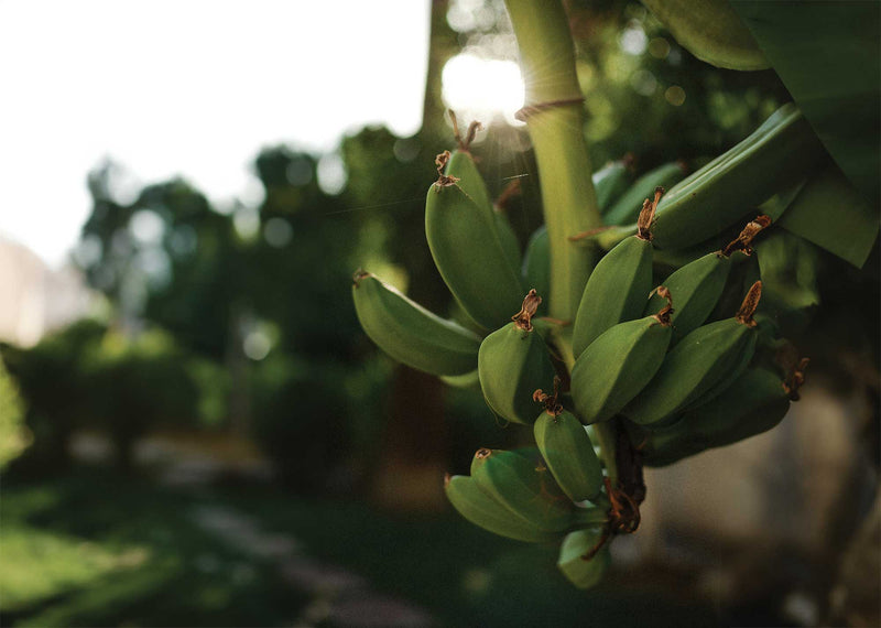 The Sustenance of Sleep