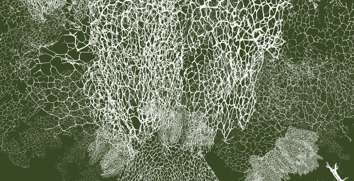 The Hidden World of Fungi