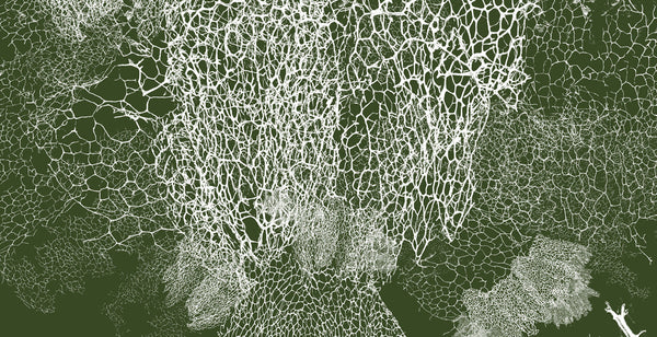 The Hidden World of Fungi