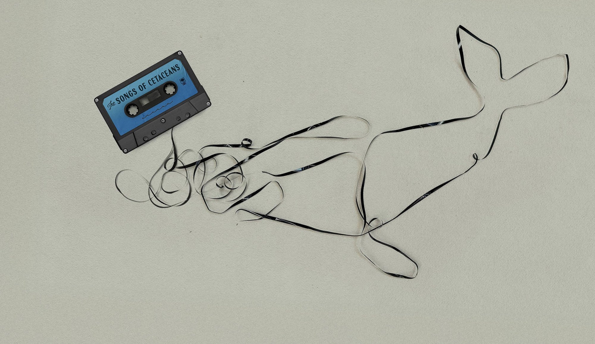 The Songs of Cetaceans