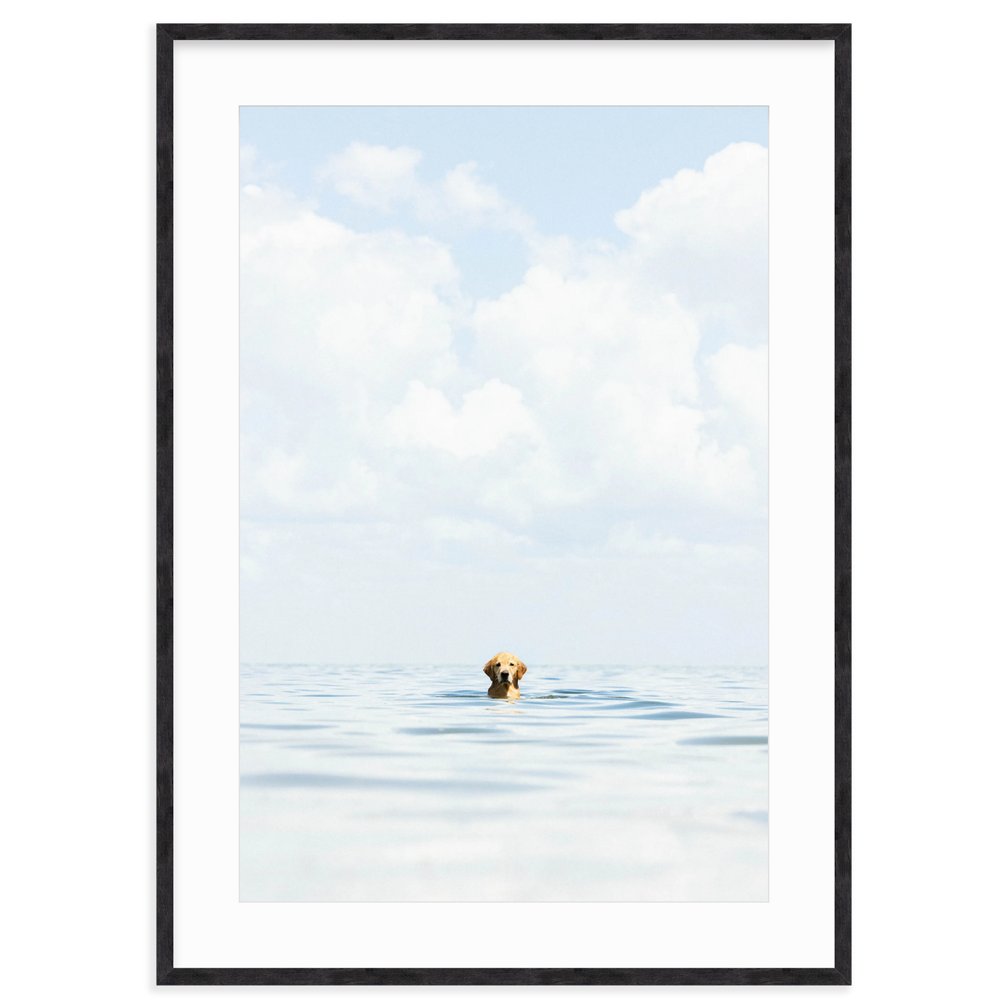 A Dog's Life by Danny Moulton