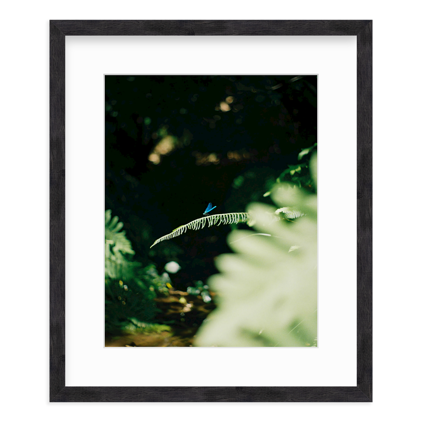 Dragonfly by Lukas Brunner