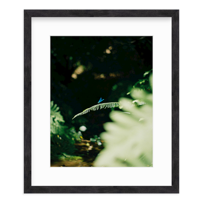 Dragonfly by Lukas Brunner