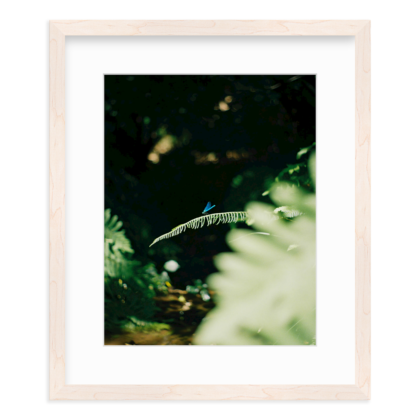 Dragonfly by Lukas Brunner
