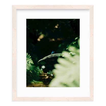 Dragonfly by Lukas Brunner