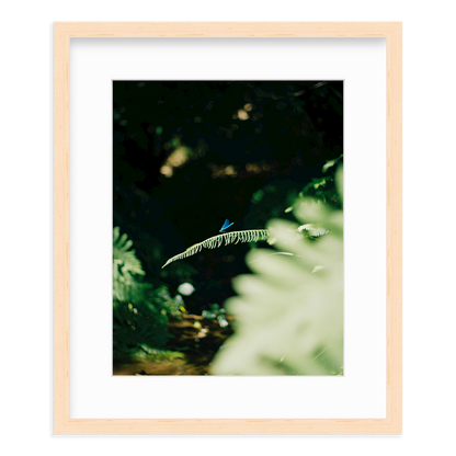 Dragonfly by Lukas Brunner