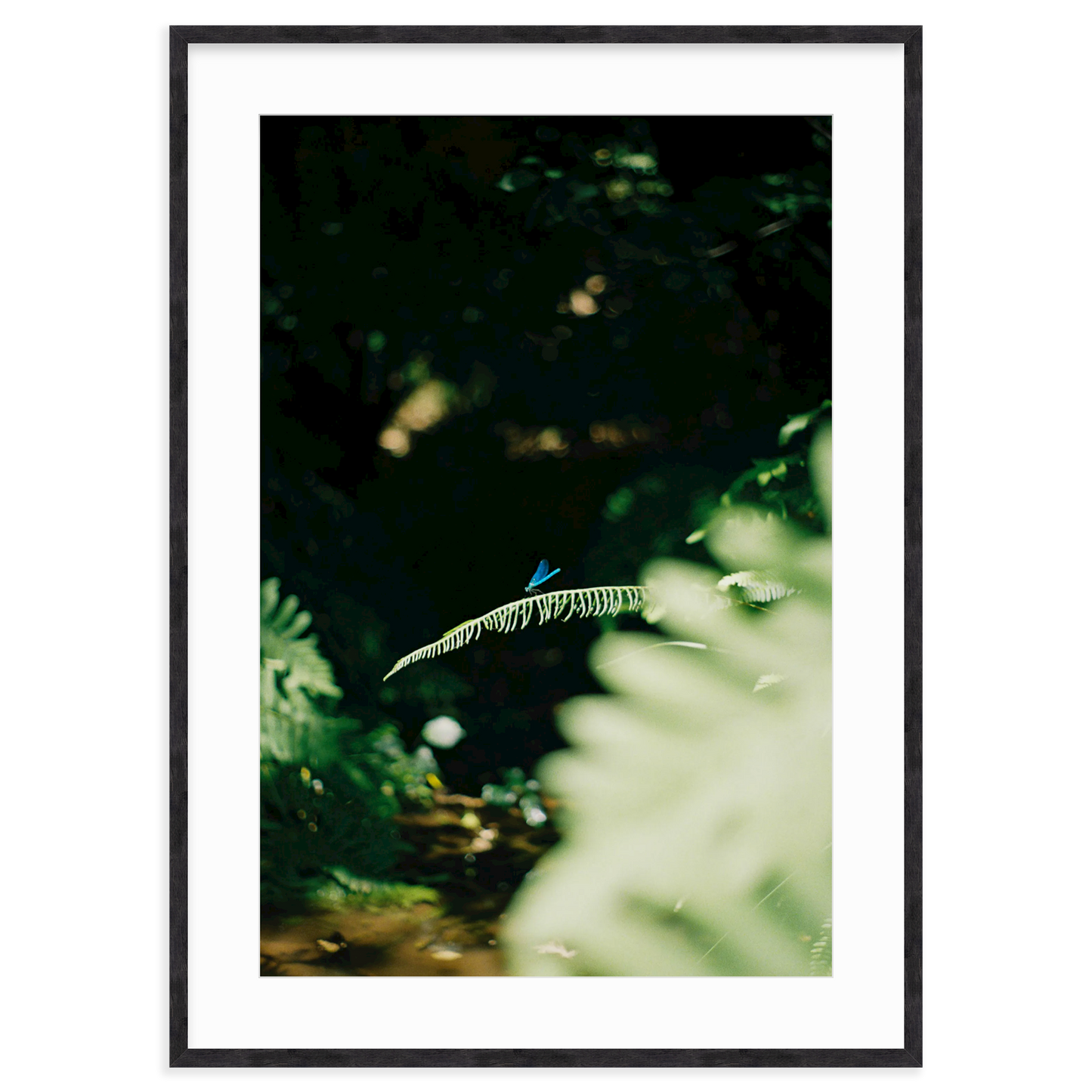 Dragonfly by Lukas Brunner