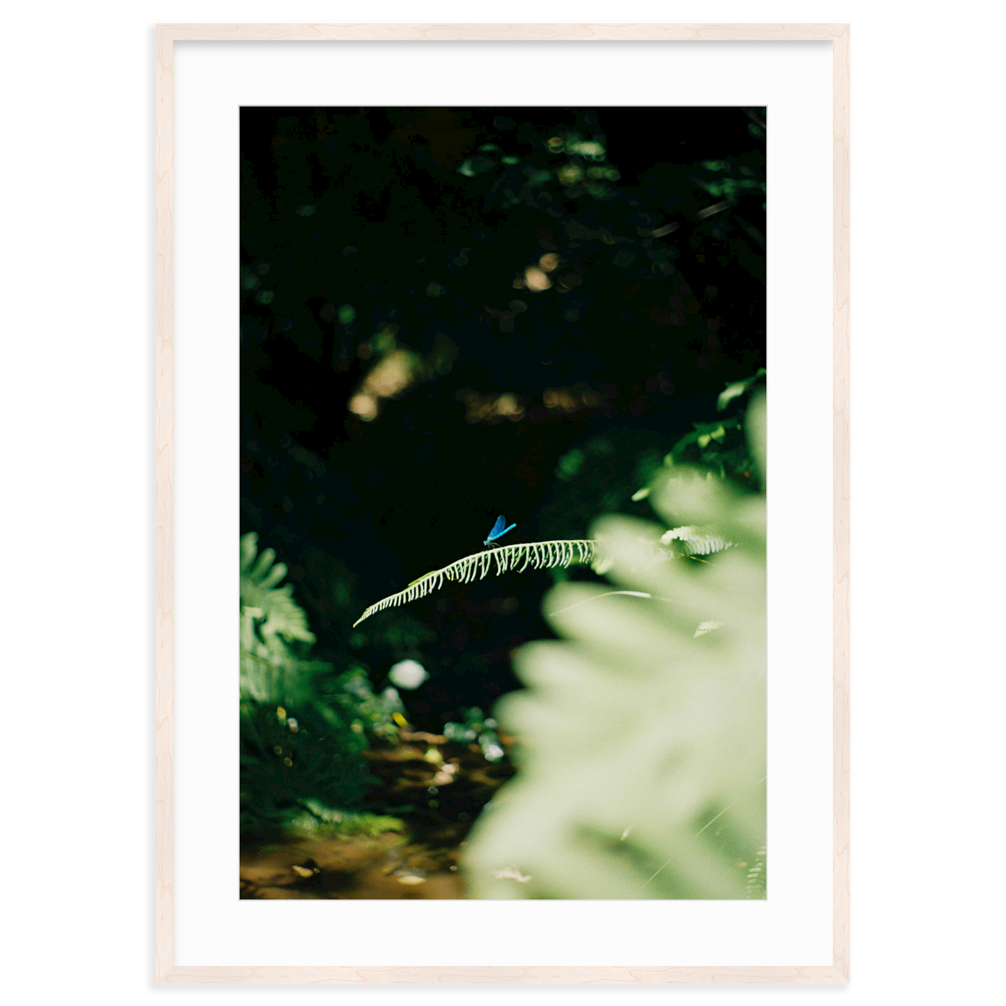 Dragonfly by Lukas Brunner