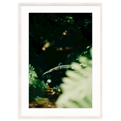 Dragonfly by Lukas Brunner