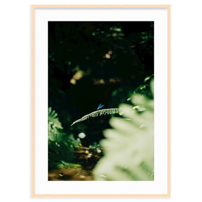 Dragonfly by Lukas Brunner
