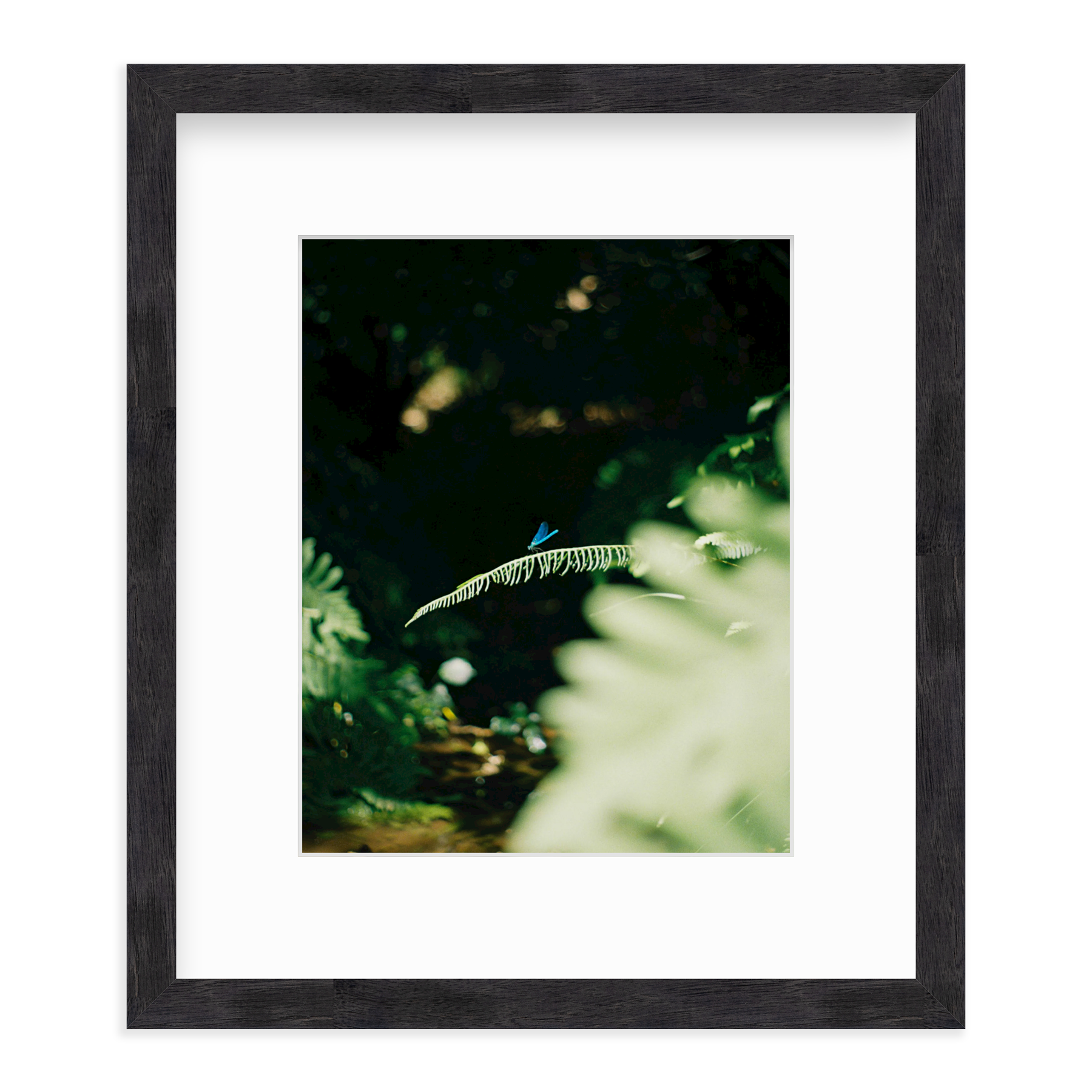 Dragonfly by Lukas Brunner