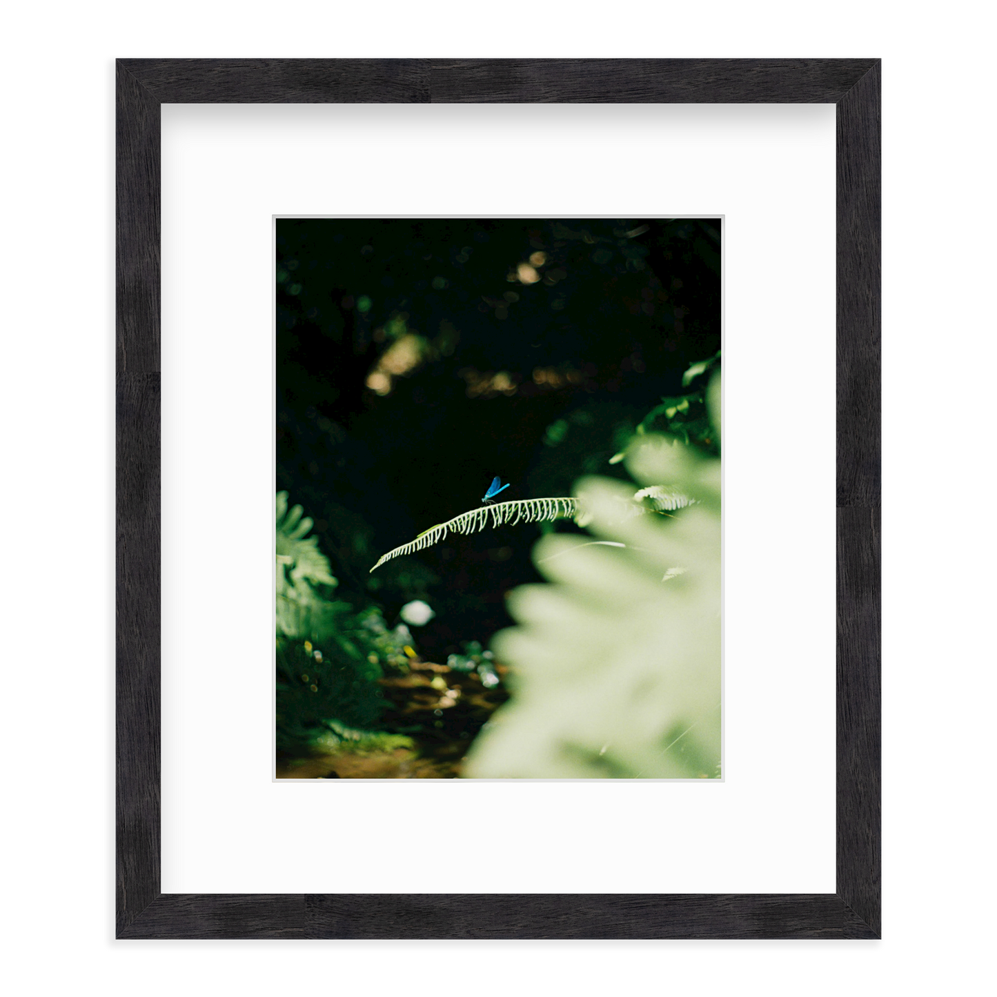 Dragonfly by Lukas Brunner