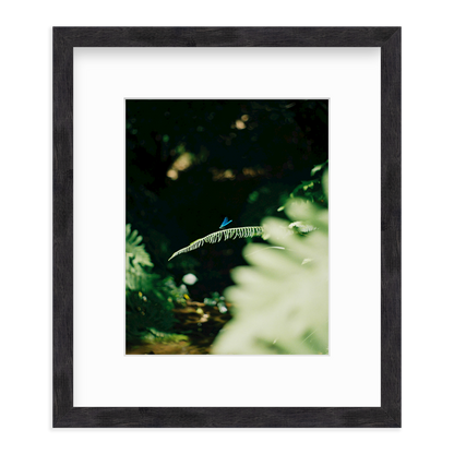 Dragonfly by Lukas Brunner
