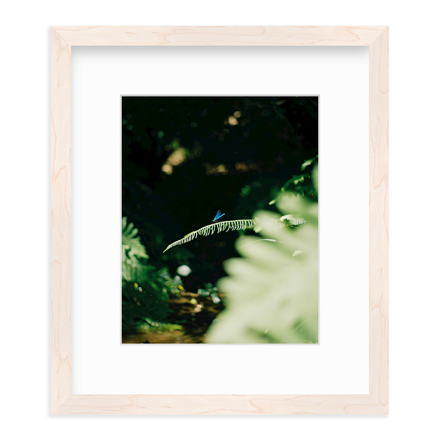 Dragonfly by Lukas Brunner