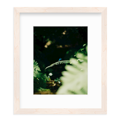 Dragonfly by Lukas Brunner