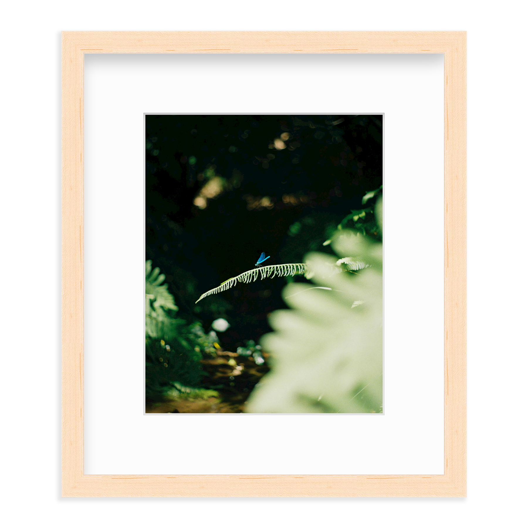 Dragonfly by Lukas Brunner