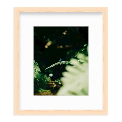 Dragonfly by Lukas Brunner