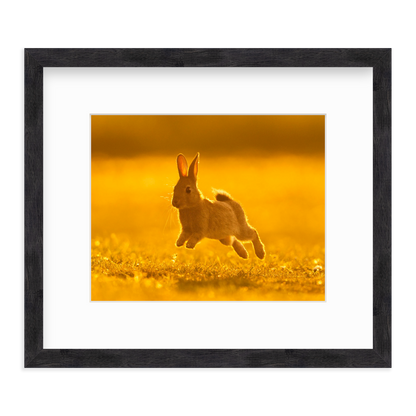 Run Rabbit Run! by Vai Meng Chan