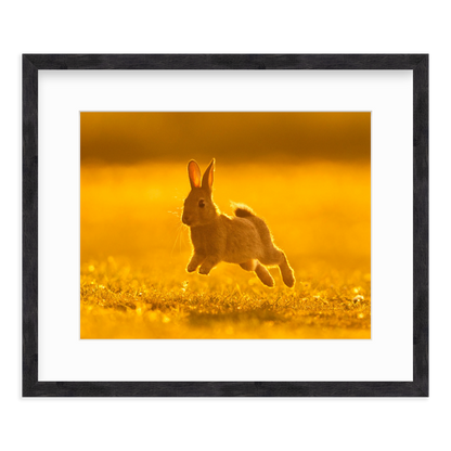 Run Rabbit Run! by Vai Meng Chan
