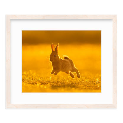 Run Rabbit Run! by Vai Meng Chan