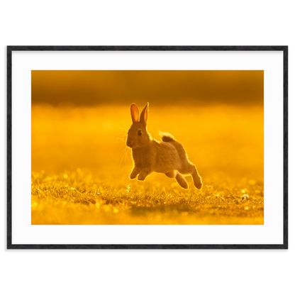 Run Rabbit Run! by Vai Meng Chan