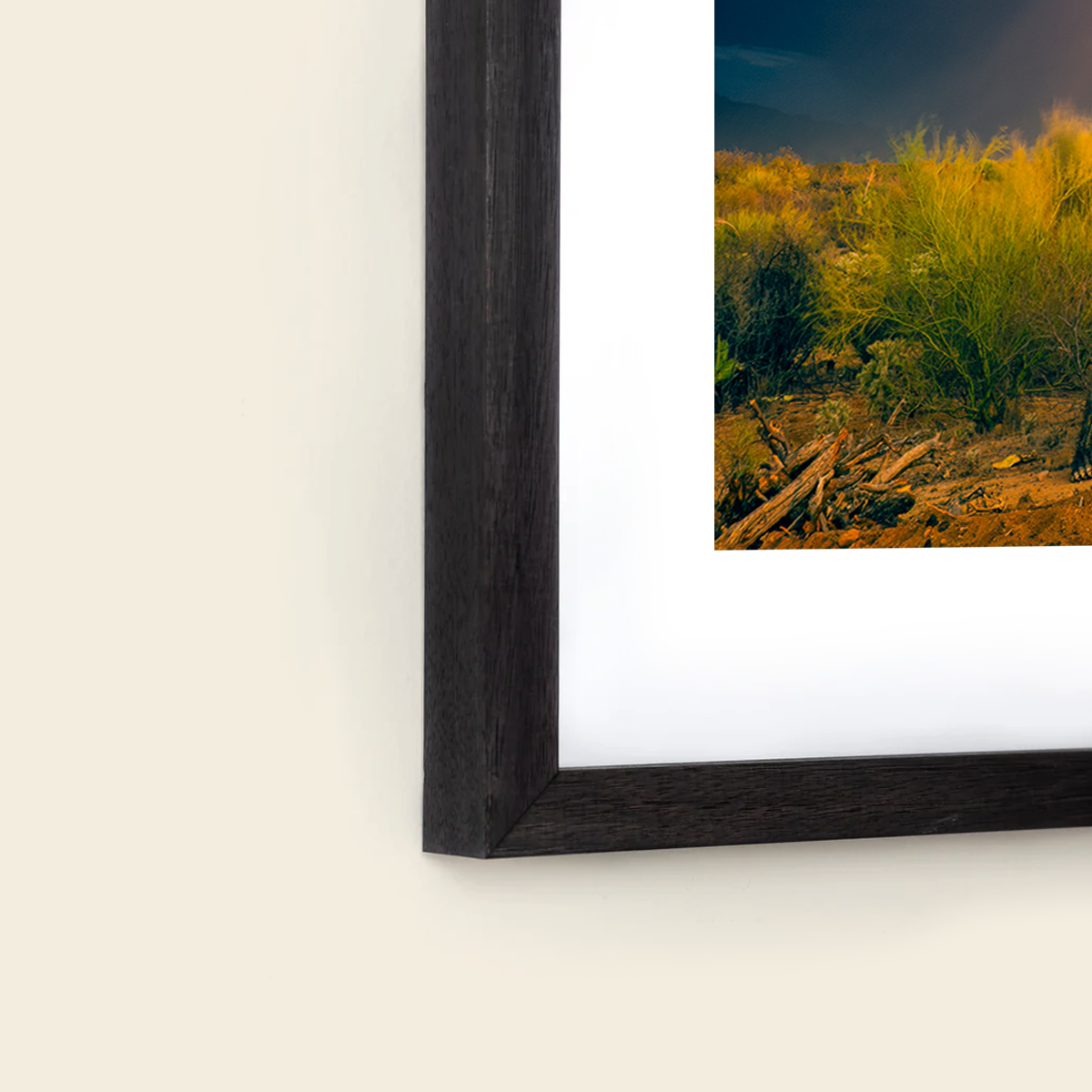 Sonoran Summer by Sean Parker