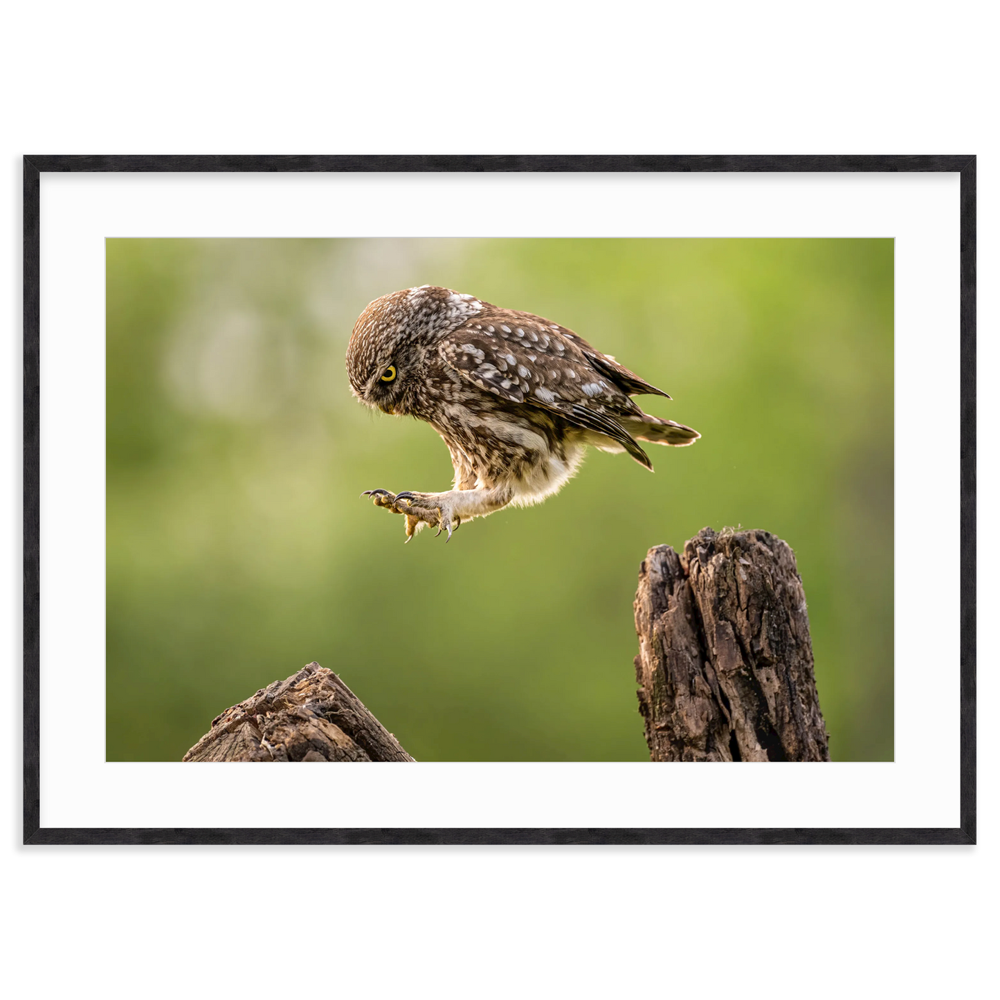 The Big Leap by Timea Ambrus