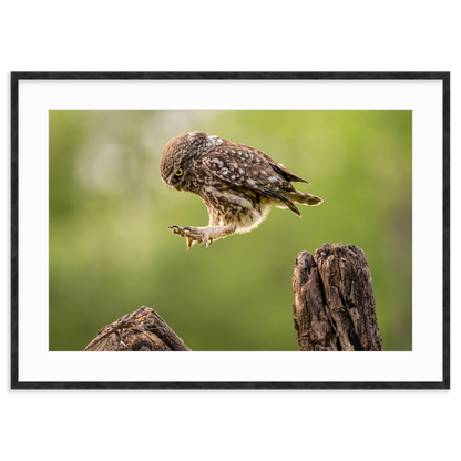 The Big Leap by Timea Ambrus