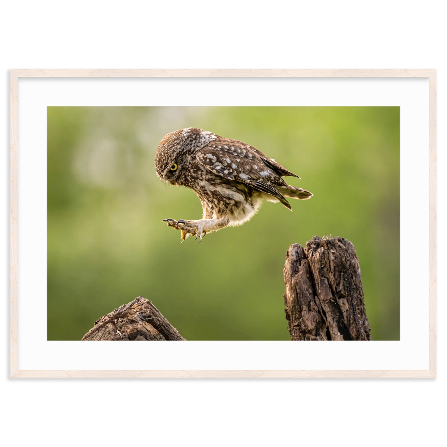 The Big Leap by Timea Ambrus