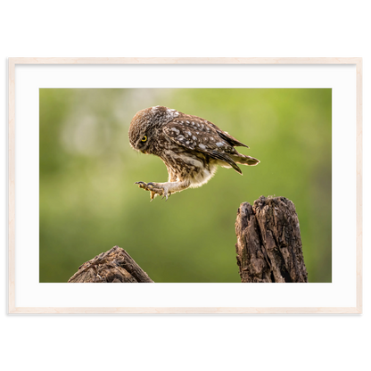 The Big Leap by Timea Ambrus