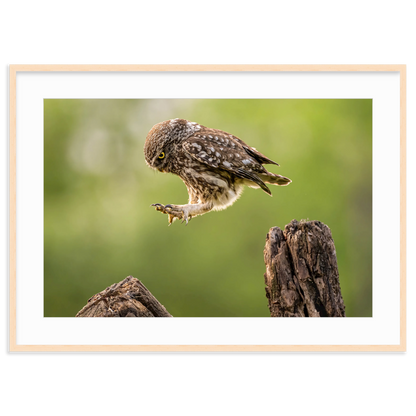 The Big Leap by Timea Ambrus