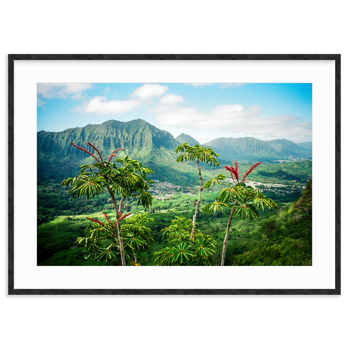 Treetops by Jordan Levin