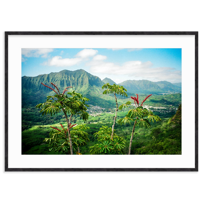 Treetops by Jordan Levin